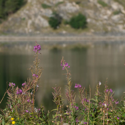 lago di malciaussia [1805m] - weidenröschen piemont wandern